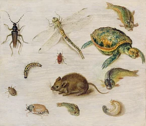 Studie von Insekten, Meereslebewesen und einer Maus